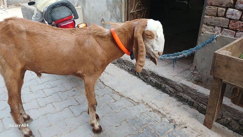 Male Bakra 3