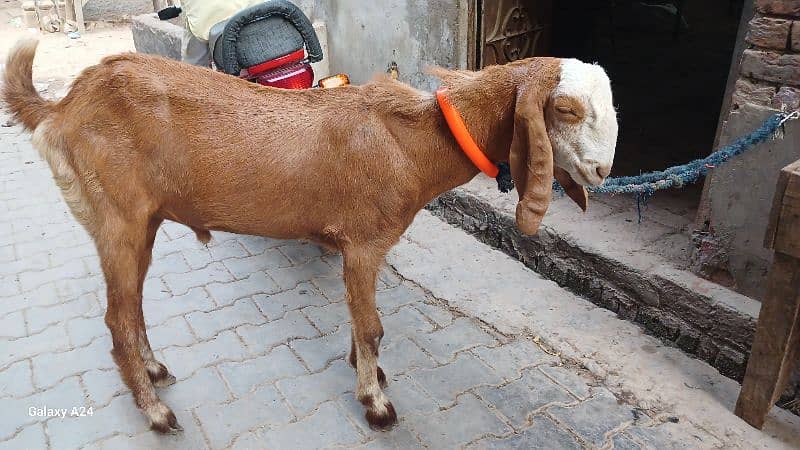 Male Bakra 4