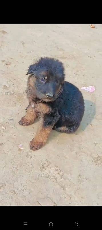 German shepherd puppies for sale 2