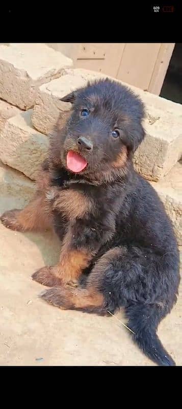 German shepherd puppies for sale 4