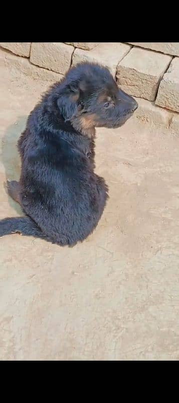 German shepherd puppies for sale 5