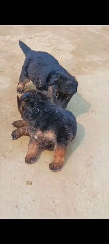 German shepherd puppies for sale 6