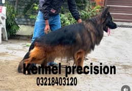 German shepherd  pedigreed imported   Black & tan and Black male stud