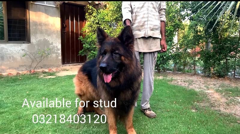 German shepherd  pedigreed imported   Black & tan and Black male stud 1