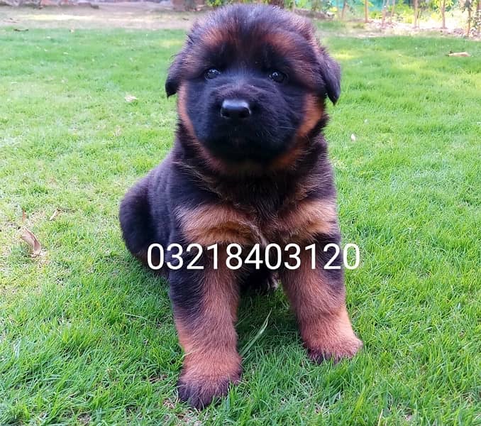 German shepherd  pedigreed imported   Black & tan and Black male stud 7