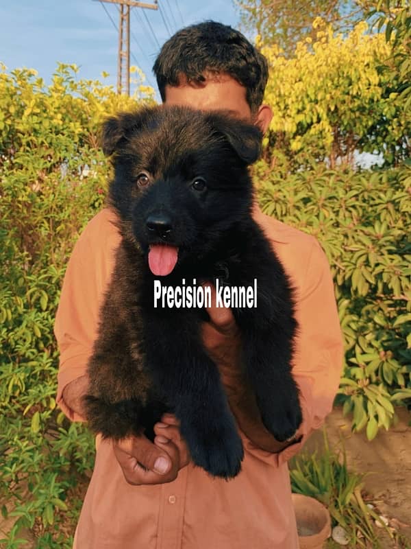 German shepherd  pedigreed imported   Black & tan and Black male stud 8