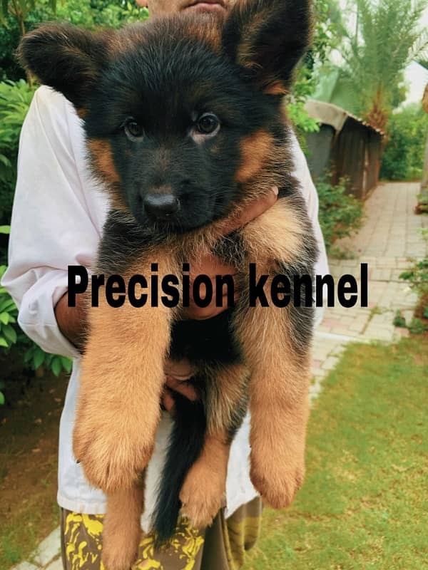 German shepherd  pedigreed imported   Black & tan and Black male stud 9