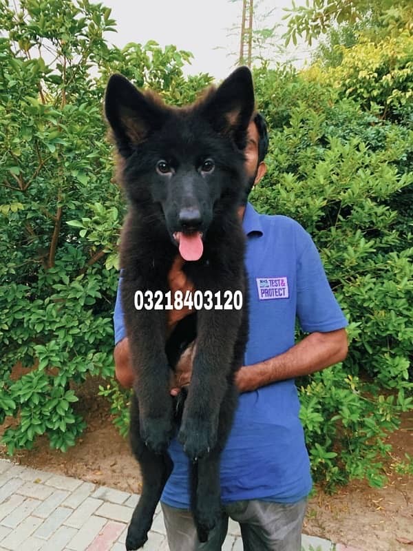 German shepherd  pedigreed imported   Black & tan and Black male stud 10