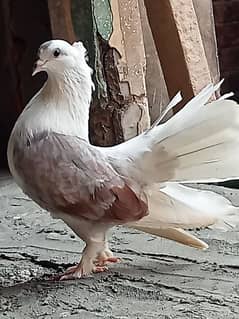 beautiful pigeons in low price