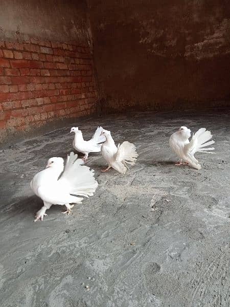 beautiful pigeons in low price 1