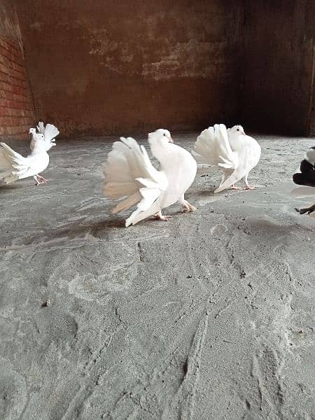 beautiful pigeons in low price 2