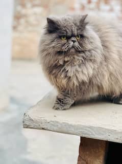 Persian Male Cat Triple coat 0