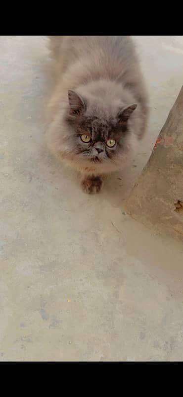 Persian Male Cat Triple coat 1