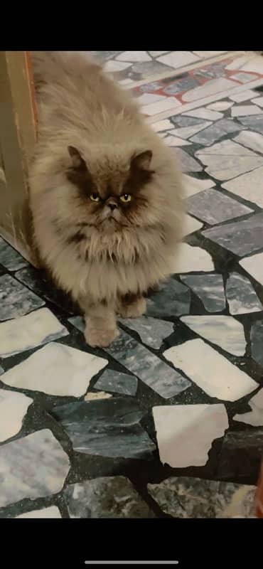 Persian Male Cat Triple coat 2