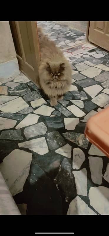 Persian Male Cat Triple coat 3