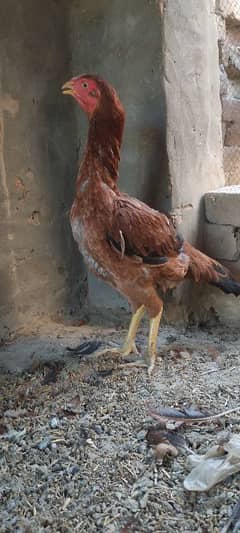 3 aseel hens for sale