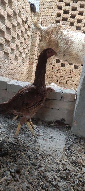 3 aseel hens for sale 1