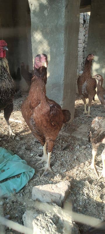 3 aseel hens for sale 2