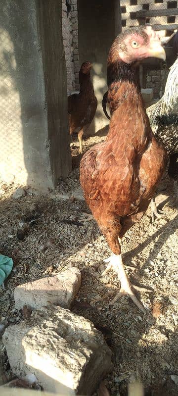 3 aseel hens for sale 3