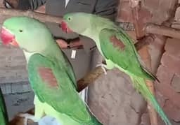 Raw Parrots pair 15months very healthy  urgent sale 0334-5760612