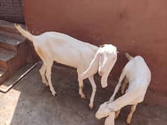 2 Bakri 1 Bakra