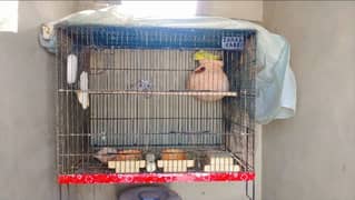 Two cages for sale