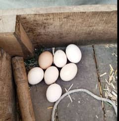 goldan misri egg for sale  500 darjan