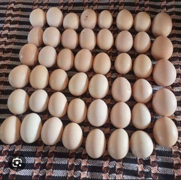 goldan misri egg for sale  500 darjan 2