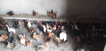 Golden Misri | Silver Golden | Hens | Murgiya | مرغیاں | Chicks | sale