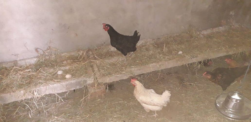 Golden Misri | Silver Golden | Hens | Murgiya | مرغیاں | Chicks | sale 1