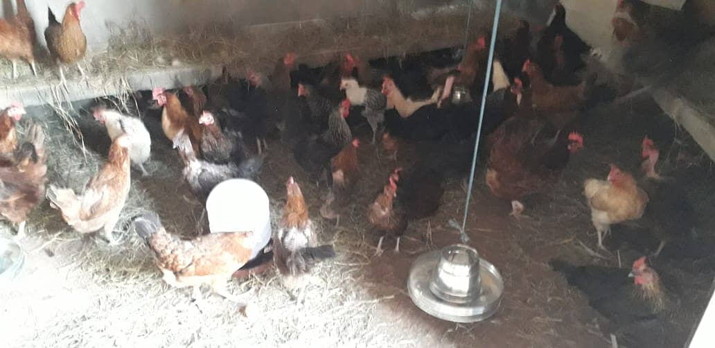 Golden Misri | Silver Golden | Hens | Murgiya | مرغیاں | Chicks | sale 2