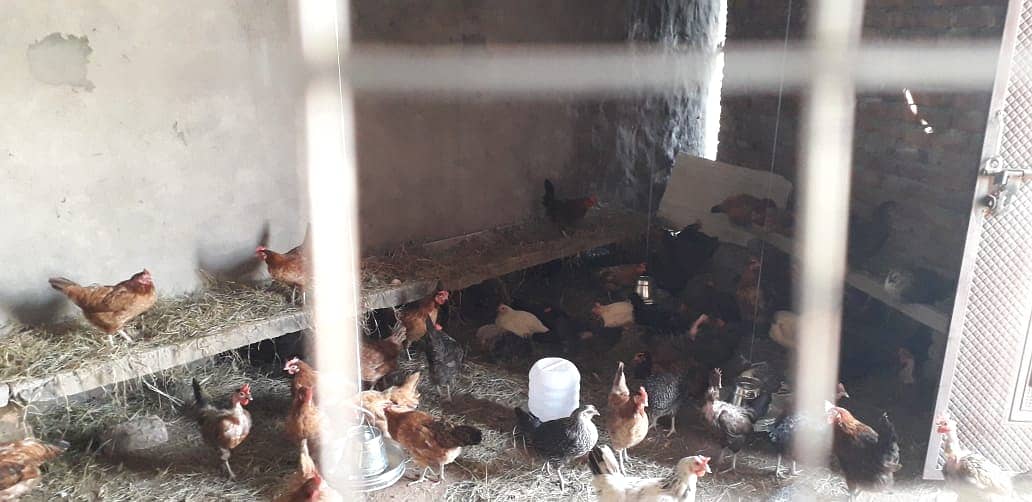 Golden Misri | Silver Golden | Hens | Murgiya | مرغیاں | Chicks | sale 3