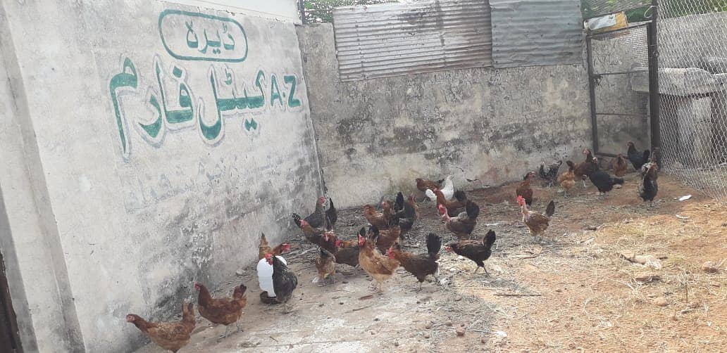 Golden Misri | Silver Golden | Hens | Murgiya | مرغیاں | Chicks | sale 4