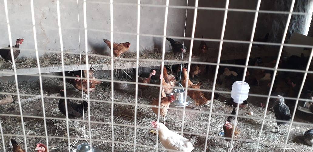 Golden Misri | Silver Golden | Hens | Murgiya | مرغیاں | Chicks | sale 7