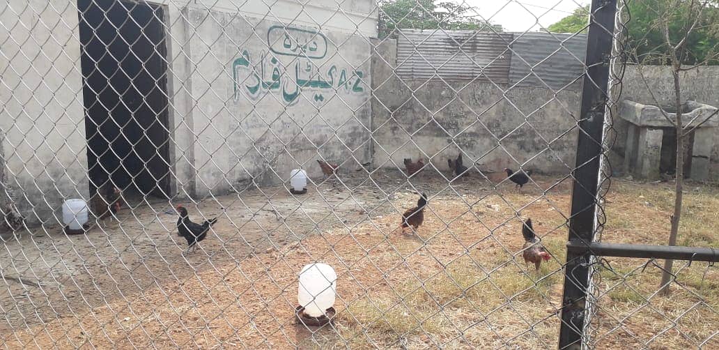 Golden Misri | Silver Golden | Hens | Murgiya | مرغیاں | Chicks | sale 8