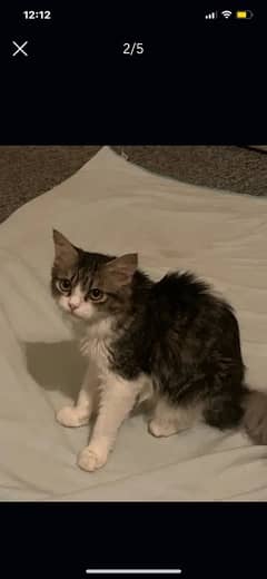 selkirk Rex and Persian mixed breed kitten