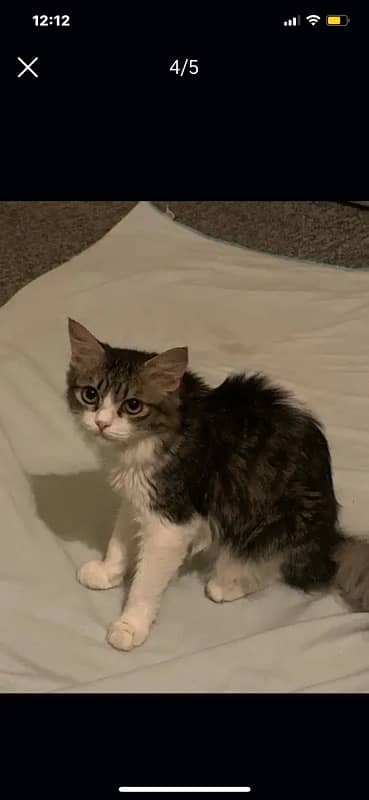 selkirk Rex and Persian mixed breed kitten 2