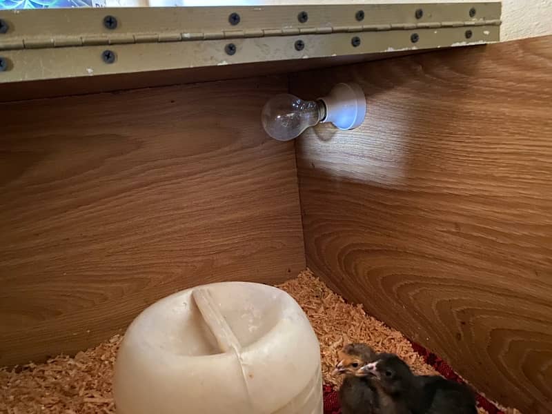 Full New Brooder 2