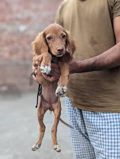 pointer female puppy available        03204048942