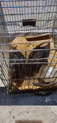 Thai pure pair chick for sale