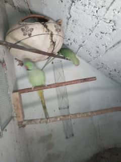 Ringneck breeder pair