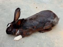 Rabbits Both Male And Female