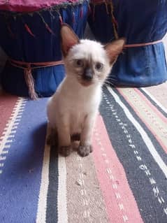 Siamese Kitten Male need for new caring home