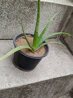 Aelovera plant for sale