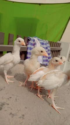 Quality White Heera & Thai x Shamo Chicks Chuzay 0