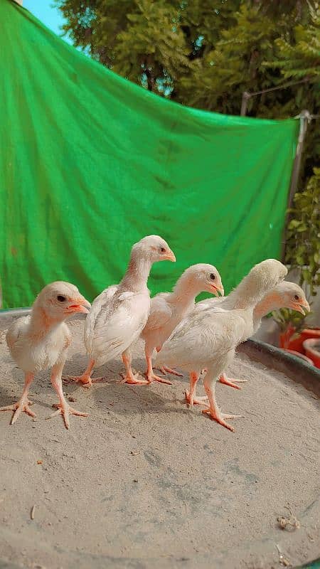 Quality White Heera & Thai x Shamo Chicks Chuzay 1