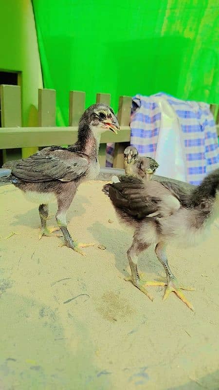 Quality White Heera & Thai x Shamo Chicks Chuzay 2