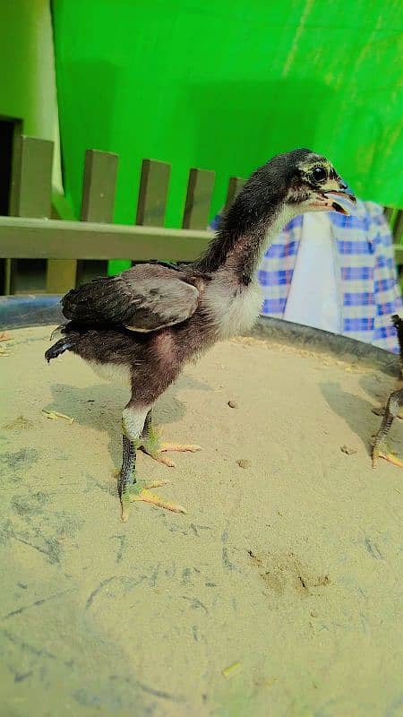 Quality White Heera & Thai x Shamo Chicks Chuzay 3