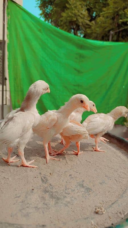 Quality White Heera & Thai x Shamo Chicks Chuzay 4