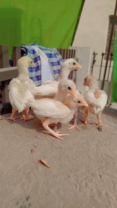 Quality White Heera & Thai x Shamo Chicks Chuzay 5